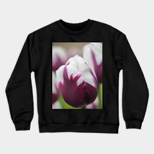 Tulip in White and Purple Crewneck Sweatshirt